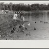 The lake at Greenbelt, Maryland
