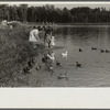 The lake at Greenbelt, Maryland