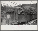 Coal miner's son swiping coal from coal cars for home use. The "Patch," Chaplin, West Virginia