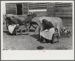 Mrs. Watkins, FSA (Farm Security Administration) borrower, and her helper, milking cows. She sells from eight to ten pounds of butter each week. Coffee County, Alabama