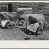 Mrs. Watkins, FSA (Farm Security Administration) borrower, and her helper, milking cows. She sells from eight to ten pounds of butter each week. Coffee County, Alabama