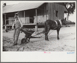 Son of J.D. Smith, rural rehabilitation borrower on undeveloped government land. The water is carried from neighbor's house. He has a new mule and fertilizing distributor bought with FSA funds, Coffee County, Alabama. The mule cost $165