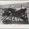 Mrs. Watkins, FSA (Farm Security Administration) borrower, Coffee County, Alabama, has two milk cows. She sells eight to ten pounds of butter each week