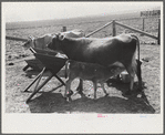 Mrs. Watkins, FSA (Farm Security Administration) borrower, Coffee County, Alabama, has two milk cows. She sells eight to ten pounds of butter each week