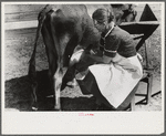 Mrs. Watkins, FSA (Farm Security Administration) borrower, Coffee County, Alabama, has two milk cows. She sells eight to ten pounds of butter each week