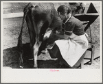 Mrs. Watkins, FSA (Farm Security Administration) borrower, Coffee County, Alabama, has two milk cows. She sells eight to ten pounds of butter each week