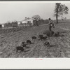 Mr. Jones, FSA (Farm Security Administration) borrower, with his shoats. Coffee County, Alabama