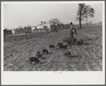 Mr. Jones, FSA (Farm Security Administration) borrower, with his shoats. Coffee County, Alabama