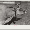 Mrs. Watkins, FSA (Farm Security Administration) borrower, Coffee County, Alabama, has two milk cows. She sells eight to ten pounds of butter each week