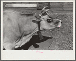 Mrs. Watkins, FSA (Farm Security Administration) borrower, Coffee County, Alabama, has two milk cows. She sells eight to ten pounds of butter each week