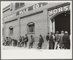 Outside of stables during mule and horse auction in Montgomery, Alabama