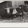 Team of oxen drawing wagon, waiting outside of grist mill, Prairie Farms, Montgomery, Alabama