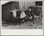 Team of oxen drawing wagon, waiting outside of grist mill, Prairie Farms, Montgomery, Alabama