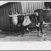 Team of oxen drawing wagon, waiting outside of grist mill, Prairie Farms, Montgomery, Alabama