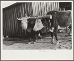 Team of oxen drawing wagon, waiting outside of grist mill, Prairie Farms, Montgomery, Alabama