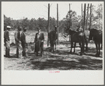 Horse and mule traders from Atlanta set up temporary camp to sell to nearby farmers near Covington, Georgia