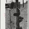 Horse and mule traders from Atlanta set up temporary camp to sell to nearby farmers near Covington, Georgia