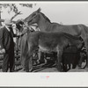 Mr. Hydrick, county supervisor, and Mr. Melody Tillery examining mouth and teeth of his mare, which has mule colt. Pike County, near Tray, Alabama. Rural rehabilitation family