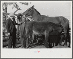 Mr. Hydrick, county supervisor, and Mr. Melody Tillery examining mouth and teeth of his mare, which has mule colt. Pike County, near Tray, Alabama. Rural rehabilitation family