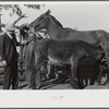Mr. Hydrick, county supervisor, and Mr. Melody Tillery examining mouth and teeth of his mare, which has mule colt. Pike County, near Tray, Alabama. Rural rehabilitation family