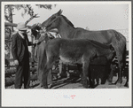 Mr. Hydrick, county supervisor, and Mr. Melody Tillery examining mouth and teeth of his mare, which has mule colt. Pike County, near Tray, Alabama. Rural rehabilitation family
