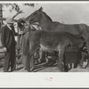 Mr. Hydrick, county supervisor, and Mr. Melody Tillery examining mouth and teeth of his mare, which has mule colt. Pike County, near Tray, Alabama. Rural rehabilitation family