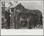 Mr. Hydrick, county supervisor, and Mr. Melody Tillery examining mouth and teeth of his mare, which has mule colt. Pike County, near Tray, Alabama. Rural rehabilitation family