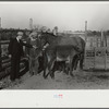 Mr. Hydrick, county supervisor, examining Melody Tillery's (rural rehabilitation client) mare and mule colt. Pike County, near Tray, Alabama
