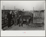 Mr. Hydrick, county supervisor, examining Melody Tillery's (rural rehabilitation client) mare and mule colt. Pike County, near Tray, Alabama