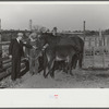 Mr. Hydrick, county supervisor, examining Melody Tillery's (rural rehabilitation client) mare and mule colt. Pike County, near Tray, Alabama