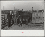 Mr. Hydrick, county supervisor, examining Melody Tillery's (rural rehabilitation client) mare and mule colt. Pike County, near Tray, Alabama