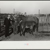 Mr. Hydrick, county supervisor, examining Melody Tillery's (rural rehabilitation client) mare and mule colt. Pike County, near Tray, Alabama