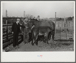 Mr. Hydrick, county supervisor, examining Melody Tillery's (rural rehabilitation client) mare and mule colt. Pike County, near Tray, Alabama
