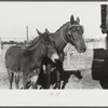 Melody Tillery's mare and mule colt, Pike County, near Tray Alabama