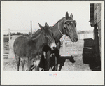 Melody Tillery's mare and mule colt, Pike County, near Tray Alabama