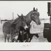 Melody Tillery's mare and mule colt, Pike County, near Tray Alabama