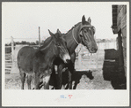 Melody Tillery's mare and mule colt, Pike County, near Tray Alabama
