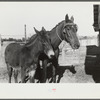Melody Tillery's mare and mule colt, Pike County, near Tray Alabama
