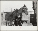 Melody Tillery's mare and mule colt, Pike County, near Tray Alabama