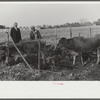 Mr. Hydrick looking over some of Melody Tillery's (rural rehabilitation client) livestock: two cows and some pigs. Pike County, near Tray, Alabama