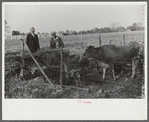 Mr. Hydrick looking over some of Melody Tillery's (rural rehabilitation client) livestock: two cows and some pigs. Pike County, near Tray, Alabama