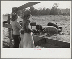 Part of George Cowley's family (rural rehabilitation), looking over pigs in sty. Pike County, Alabama