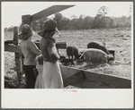 Part of George Cowley's family (rural rehabilitation), looking over pigs in sty. Pike County, Alabama