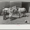 George Johnson's wife and her father, Mr. Scofield, and their two mares. Tenant purchase clients. Pike County, Alabama