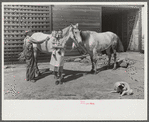 George Johnson's wife and her father, Mr. Scofield, and their two mares. Tenant purchase clients. Pike County, Alabama