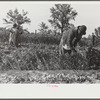 Angelina Parker and children working in garden, Gees Bend, Alabama