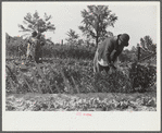 Angelina Parker and children working in garden, Gees Bend, Alabama