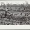 Mark Parker and son working in garden, Gees Bend, Alabama