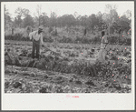 Mark Parker and son working in garden, Gees Bend, Alabama