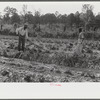 Mark Parker and son working in garden, Gees Bend, Alabama